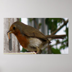 Robin Print