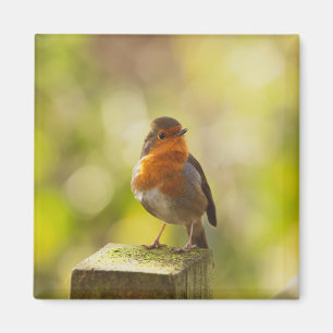 Robin red breast bird magnet