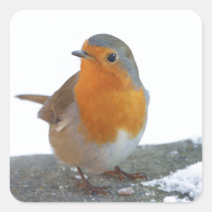 Robin Red Breast Square Sticker