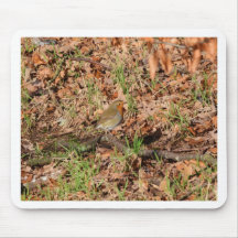 Robin Redbreast