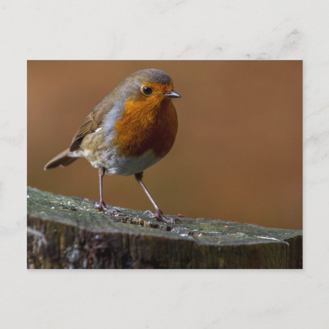 Robin Redbreast Postcard (Front)