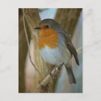 Robin Redbreast Postcard