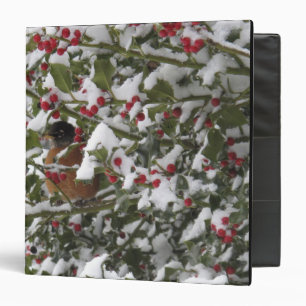 robin sheltering in a holly tree after a snow binder