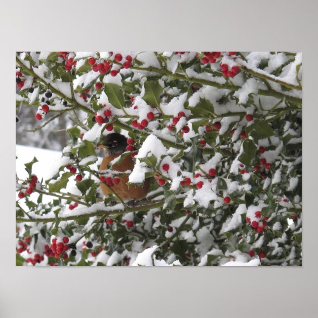 robin sheltering in a holly tree after a snow poster (Front)