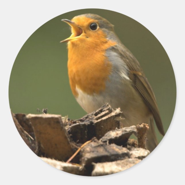 Robin Singing Stickers (Front)