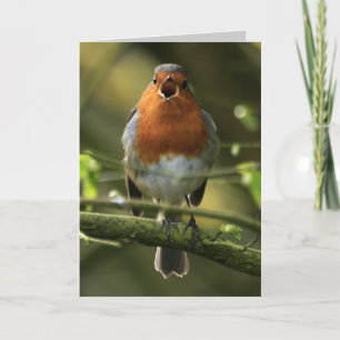 Robin Song Card