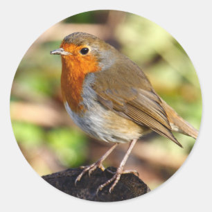 Robin Sticker
