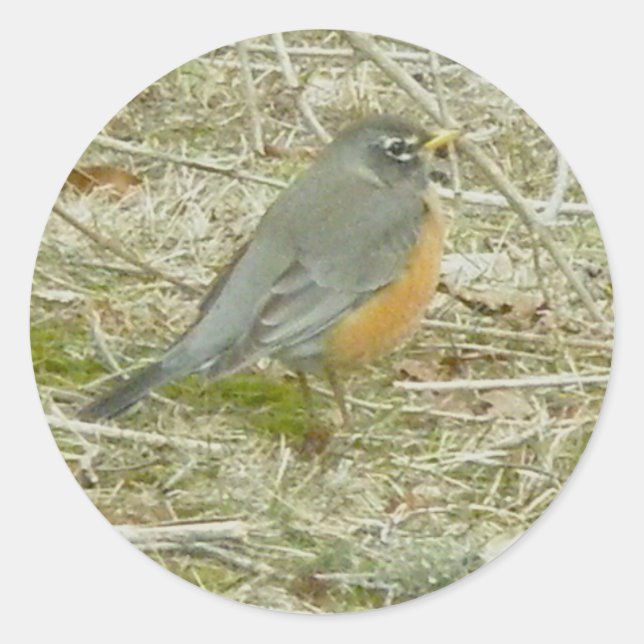 Robin Stickers (Front)