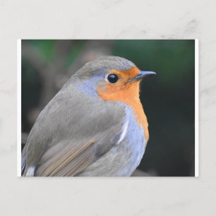 Robin Up Close Postcard
