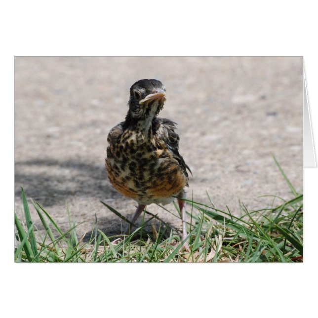 Robin volant avec attitude (Devant horizontal)