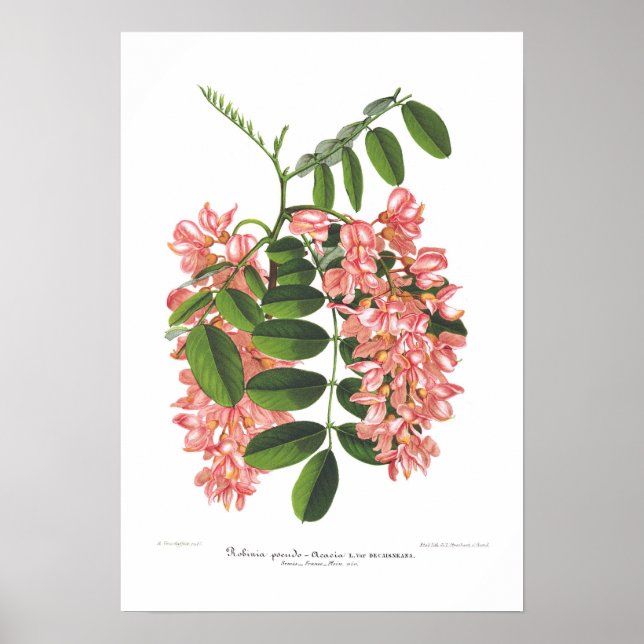 Robinia pseudo-acacia poster (Front)