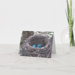 Robin's Nest with Blue Eggs blank note card