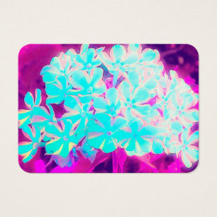 Robin's Oeuf Blue Peppermenthe Twist Phlox Flowers