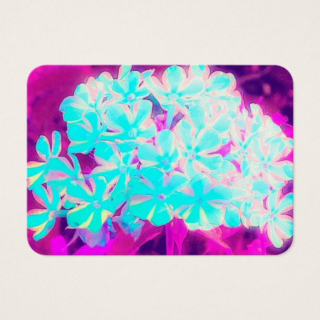 Robin's Oeuf Blue Peppermenthe Twist Phlox Flowers (Devant)