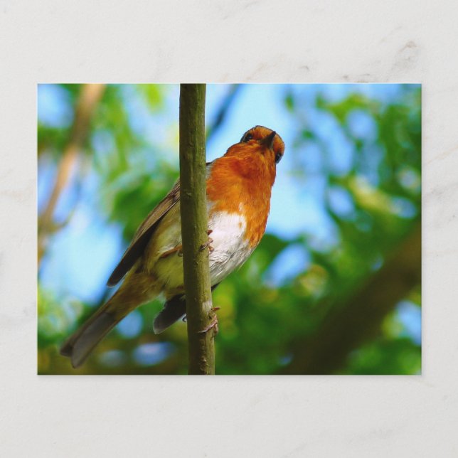 ROBINS POSTCARD (Front)