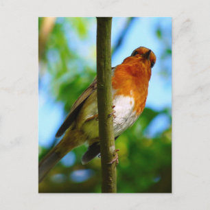 ROBINS POSTCARD