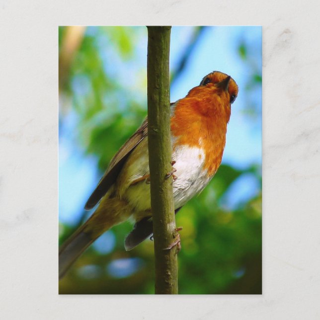 ROBINS POSTCARD (Front)