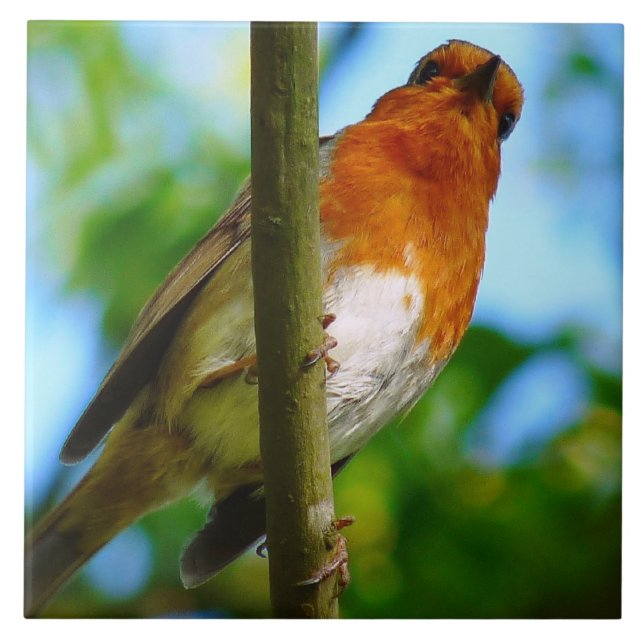 ROBINS TILE (Front)