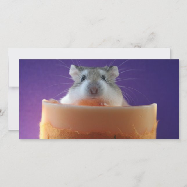 Roborovksi Hamster Photo Card (Front)