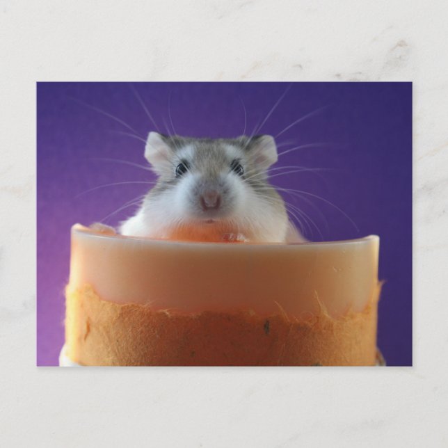Roborovksi Hamster Postcard (Front)