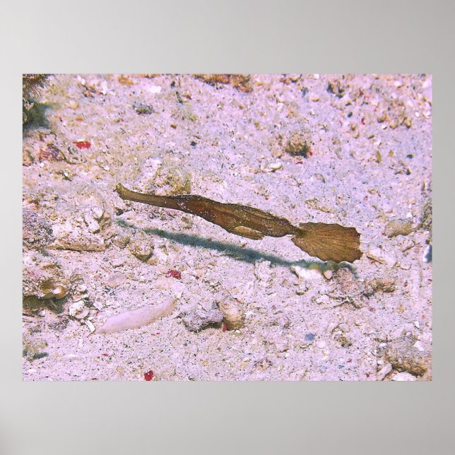 Robust Ghost Pipefish Poster (Front)