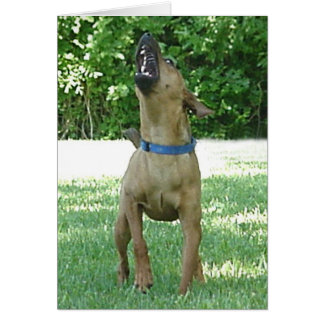 Rocco - Rye Ruv Roo! Card