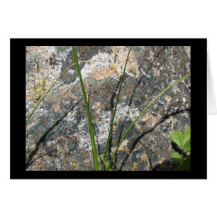 Roche, lichen, Flora