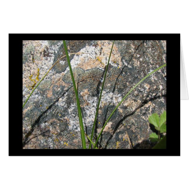 Roche, lichen, Flora (Devant horizontal)