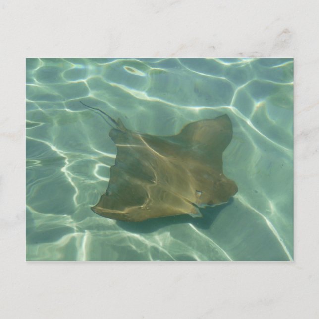 Rochen im Meer Postkarte Grußkarte Postcard (Front)
