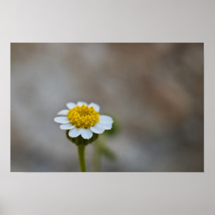 Rock Daisy Poster