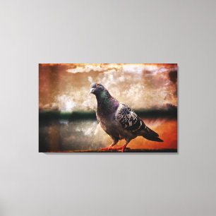 Rock Dove Canvas Print