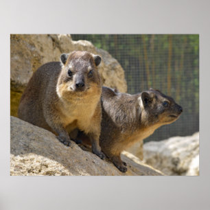 Rock hyrax on stone poster