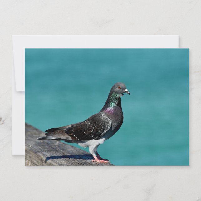 Rock Pigeon Card (Front)