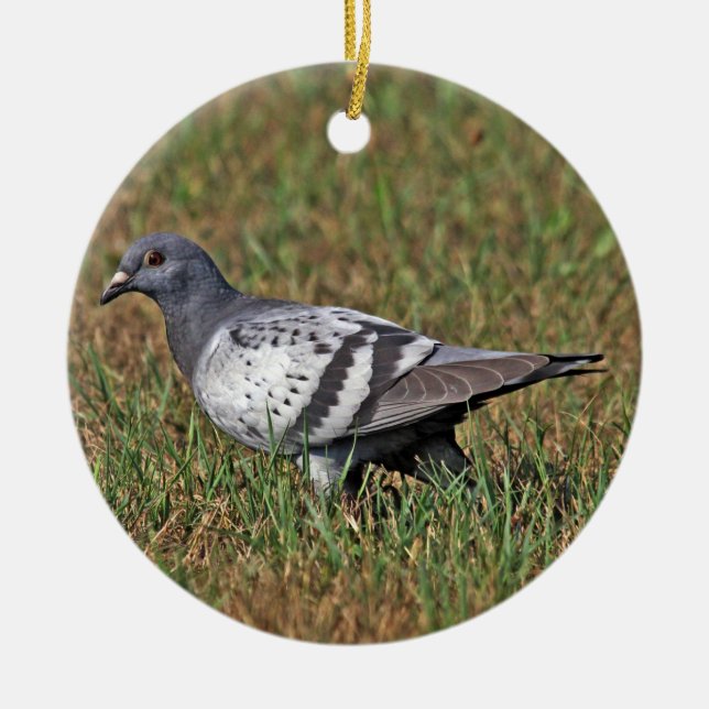 Rock Pigeon Ornament (Front)