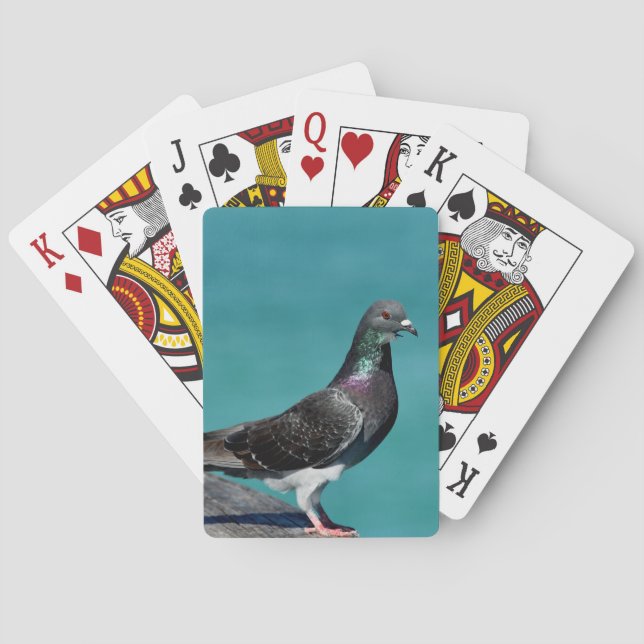 Rock Pigeon Playing Cards (Back)