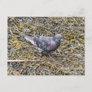 Rock Pigeon Postcard