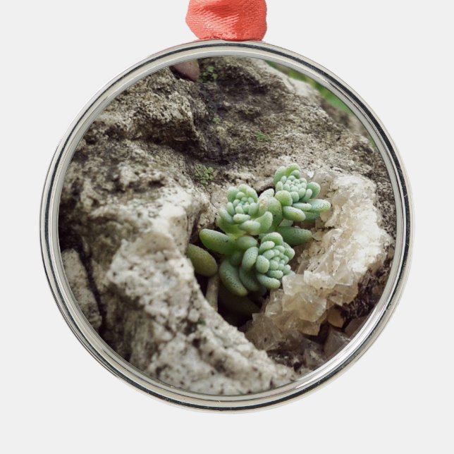 Rock planted and doing well. :) #succulent metal ornament (Front)