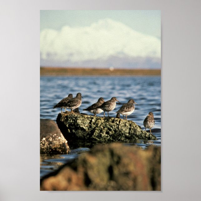 Rock Sandpiper Flock Poster (Front)