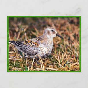 Rock sandpiper postcard