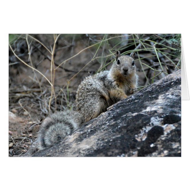 Rock Squirrel (Front Horizontal)