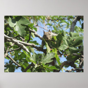 Rock Squirrel Poster