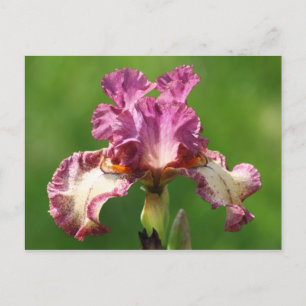 "Rock Star" Iris Photography Postcard