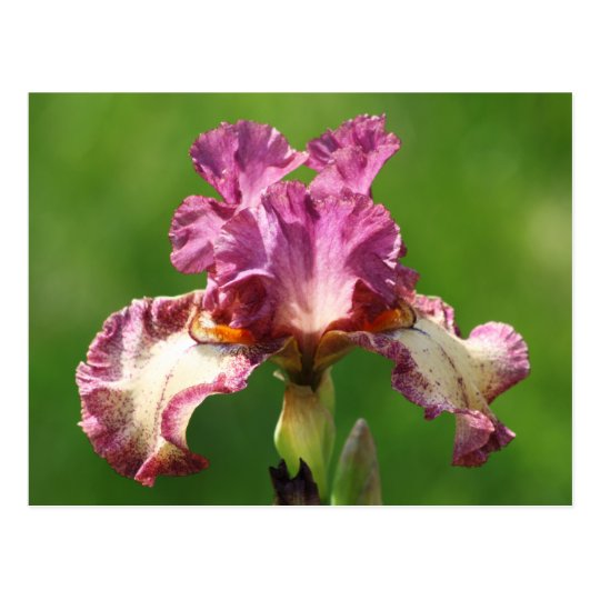 "Rock Star" Iris Photography Postcard