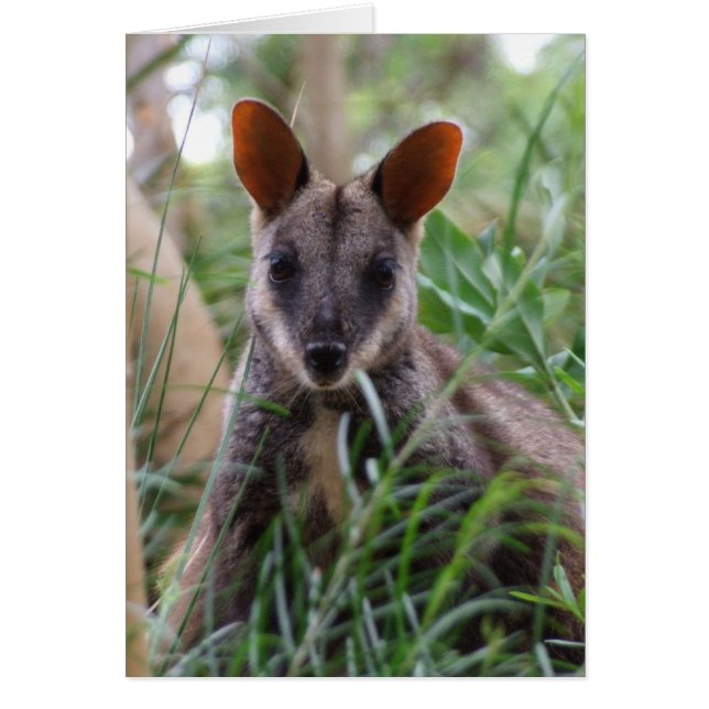 Rock Wallaby Card (Devant)