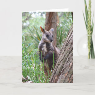 Rock Wallaby Greeting Card