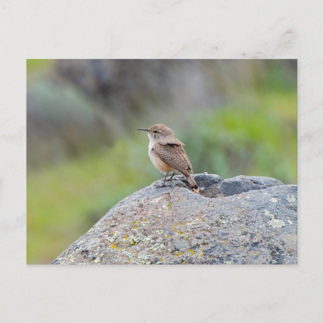 Rock Wren Postcard (Front)