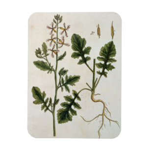 Rocket, plate 242 from 'A Curious Herbal', publish Magnet