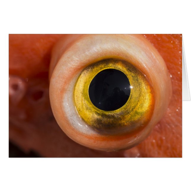 Rockfish Eye (Front Horizontal)