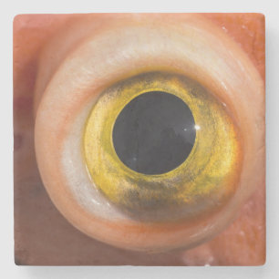 Rockfish Eye Stone Coaster