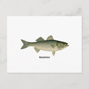 Rockfish Logo Postcard